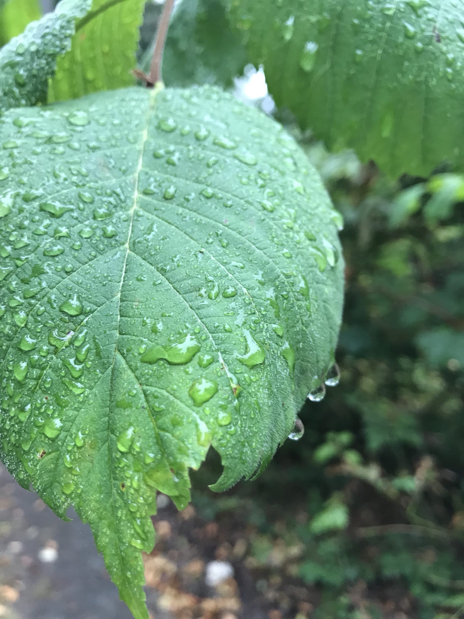 Ein Regentag im Wald