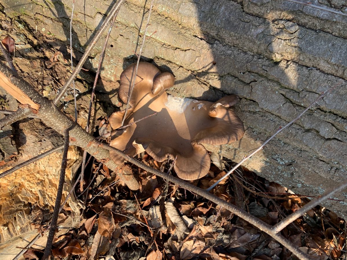 Schluckpilz in der Natur