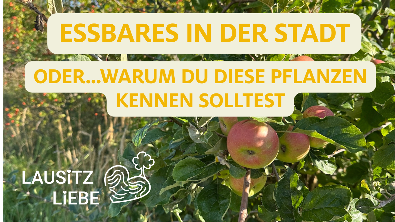 Essbare Lausitz – was man in unseren …