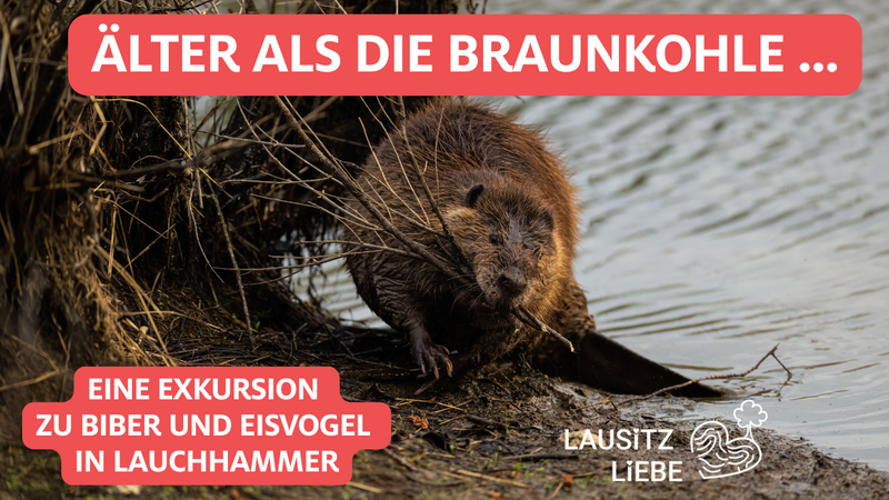 Biber Lauchhammer Eisvogel
