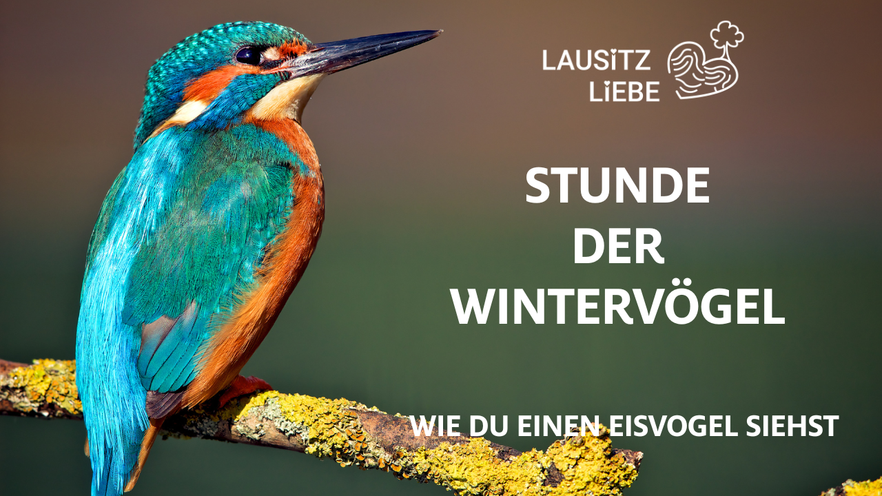 Stunde der Wintervögel in der Lausitz