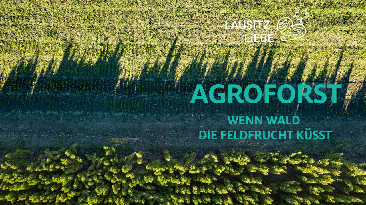 Agroforst – aus der Lausitz in die Welt