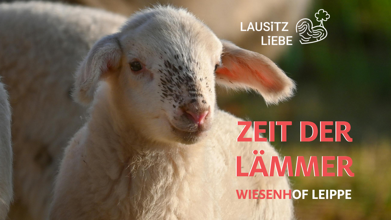 Zeit der Lämmer – Besuch beim Wiesenhof Leippe