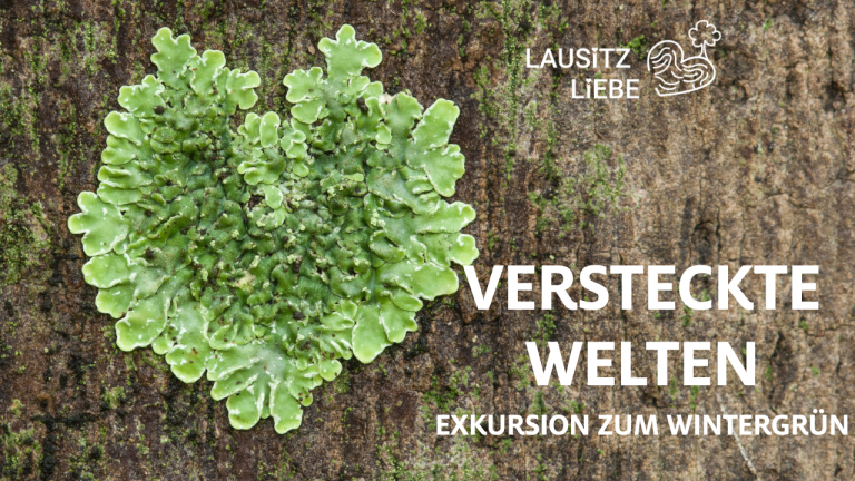 Versteckte Welten - Auf der Suche nach dem Wintergrün