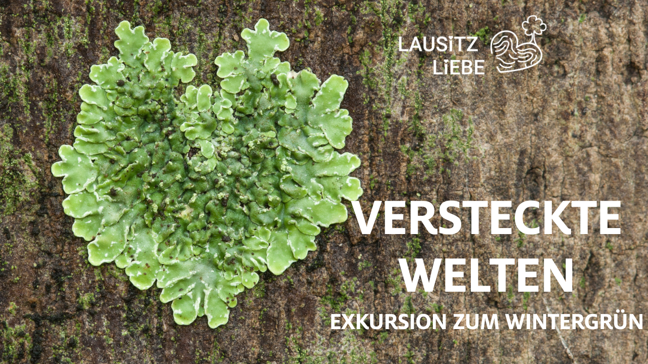 Versteckte Welten – Exkursion zum Wintergrün
