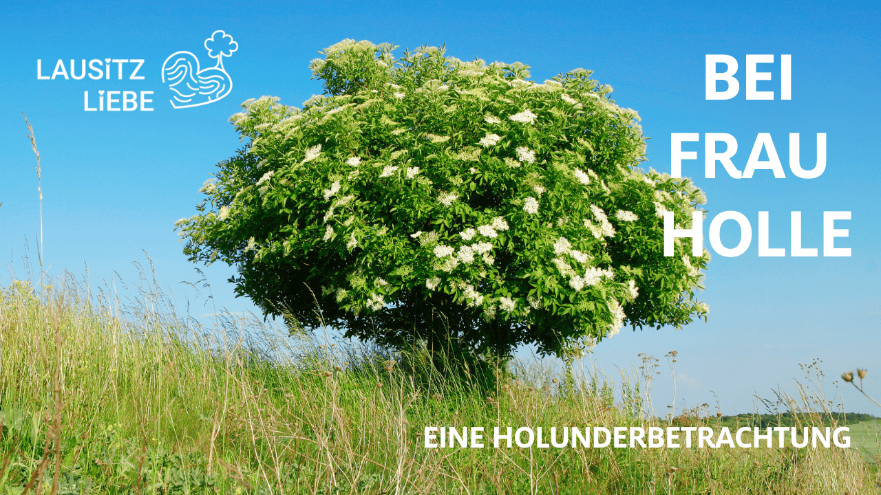 Ein alter Holunder und die Kunst, wirklich hinzuschauen
